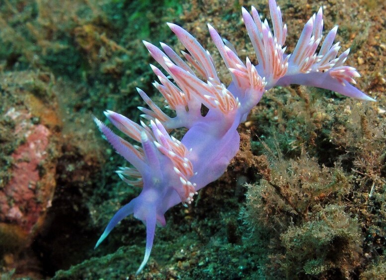 Picture 5 for Activity Gran Canaria Scuba Diving for Certified Divers