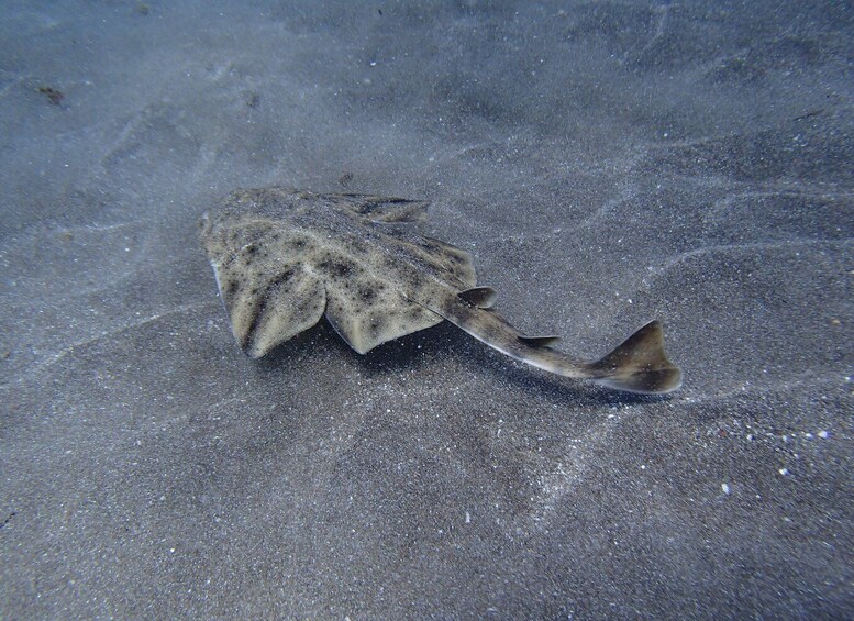 Picture 2 for Activity Gran Canaria Scuba Diving for Certified Divers