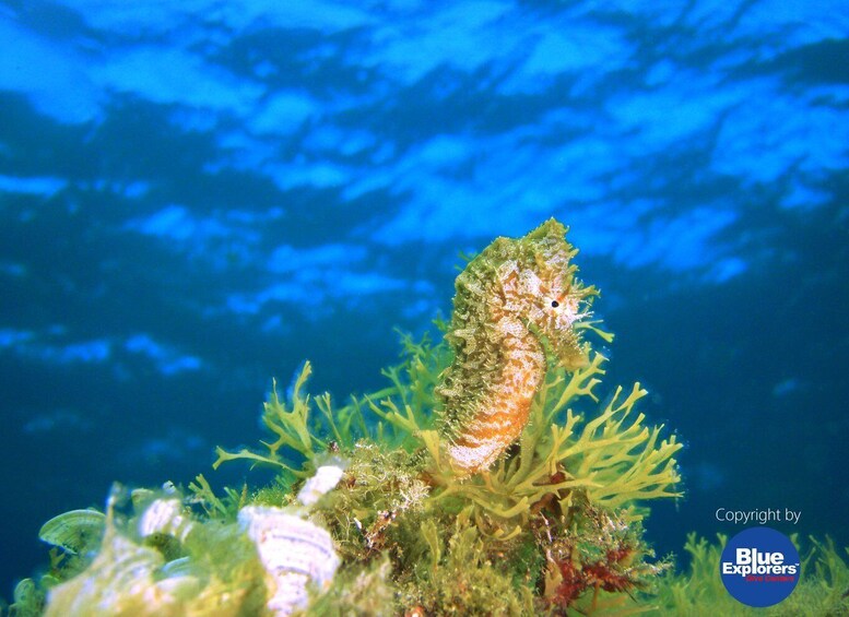 Picture 7 for Activity Gran Canaria Scuba Diving for Certified Divers