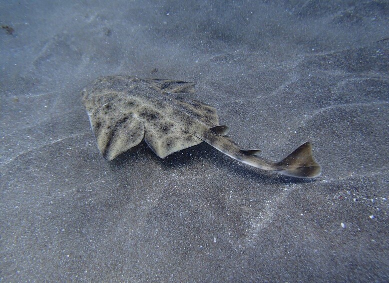 Picture 2 for Activity Gran Canaria Scuba Diving for Certified Divers