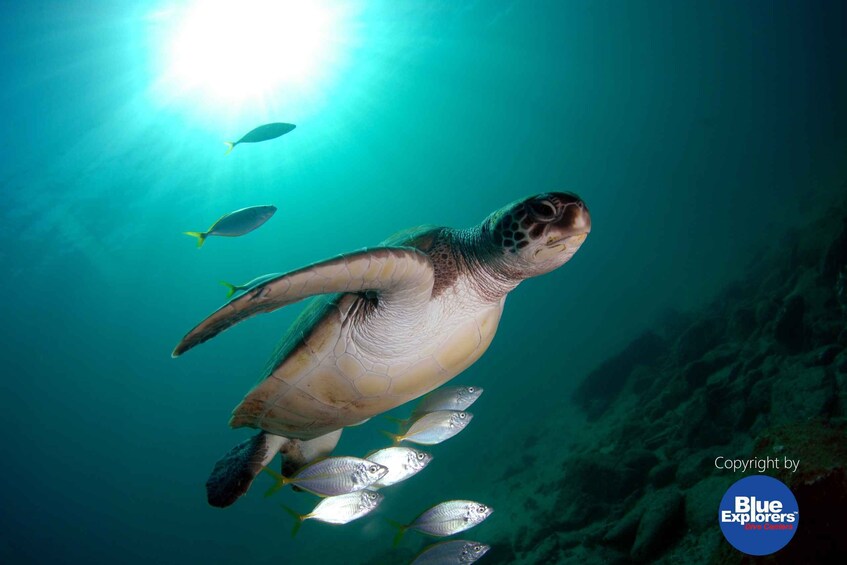 Picture 6 for Activity Gran Canaria Scuba Diving for Certified Divers