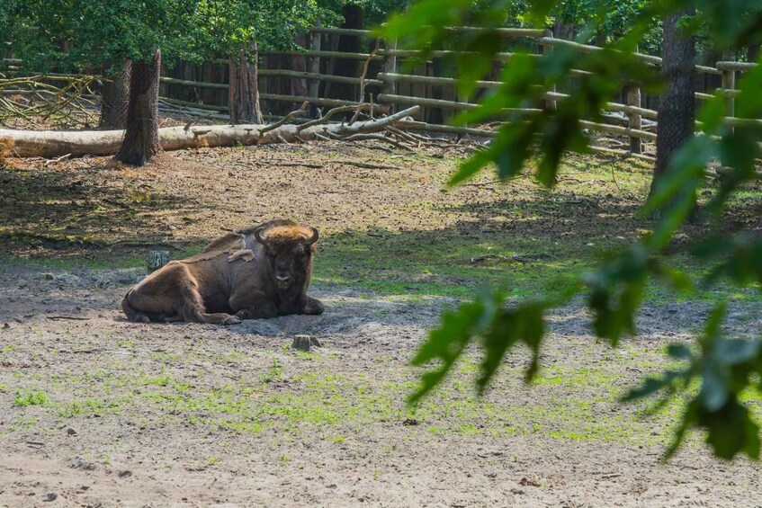 Picture 6 for Activity Szczecin Wolin National Park Private Guided Tour