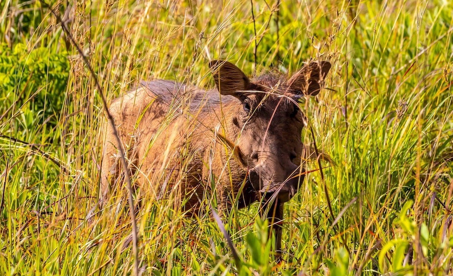 Picture 8 for Activity Shimba Hills Day Safari & Sheldrick Falls Hike Private Tour