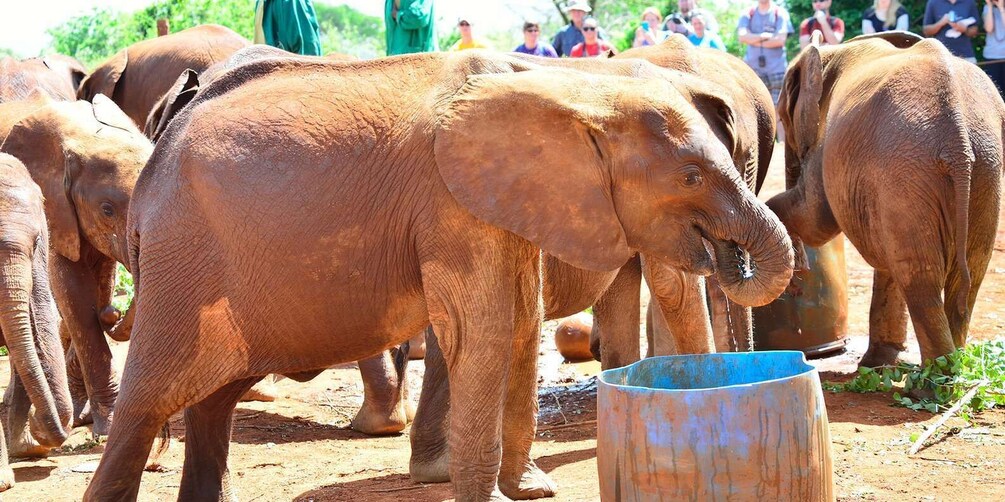 Picture 6 for Activity Nairobi: Giraffe Center, Elephant Orphanage and Bomas Tour