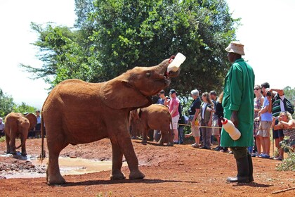 Nairobi : Centre des girafes, orphelinat des éléphants et Bomas excursion