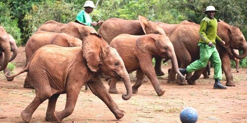 Nairobi : Giraffe Center, Elephant Orphanage et Bomas Tour