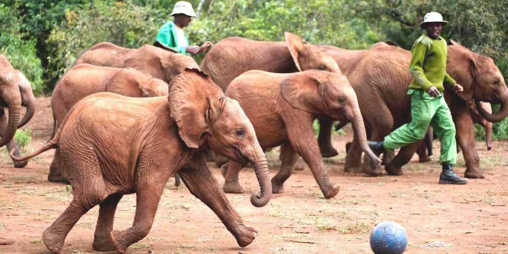 Nairobi: Giraffe Center, Elephant Orphanage and Bomas Tour