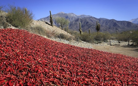 Von Salta aus: Cafayate, Cachi und Salinas Grandes in 3 Tagen