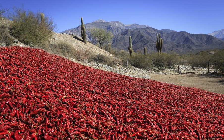 From Salta: Cafayate, Cachi and Salinas Grandes in 3 days