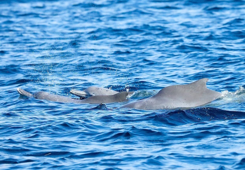 Picture 4 for Activity Khasab: Half-Day Dhow Cruise with Dolphin Watching