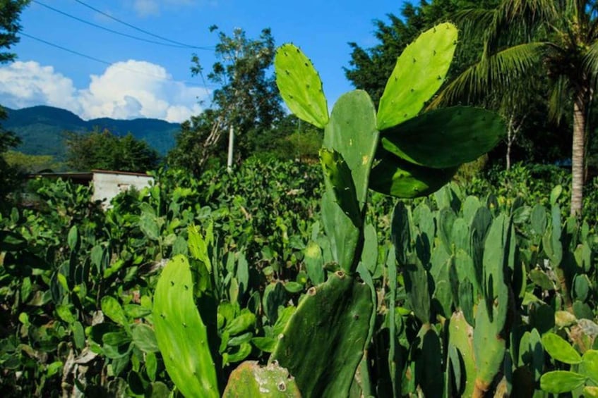 Picture 4 for Activity Huatulco: Authentic Rural Mexican Experience Adventure