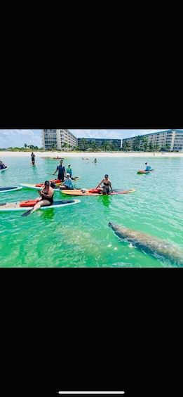 Marco Island: Guided Manatee-Watching Kayaking or SUP Tour