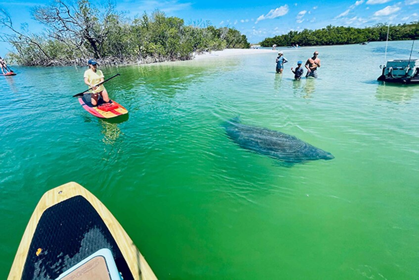 Picture 1 for Activity Marco Island: Guided Manatee-Watching Kayaking or SUP Tour