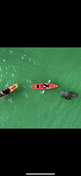 Picture 5 for Activity Marco Island: Guided Manatee-Watching Kayaking or SUP Tour