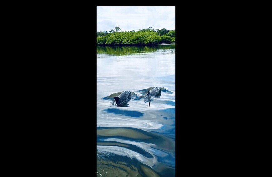 Picture 7 for Activity Marco Island: Guided Manatee-Watching Kayaking or SUP Tour