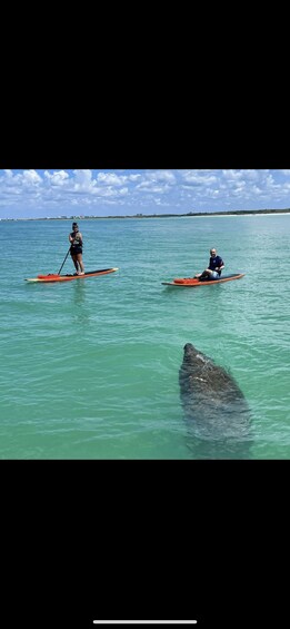 Picture 4 for Activity Marco Island: Guided Manatee-Watching Kayaking or SUP Tour