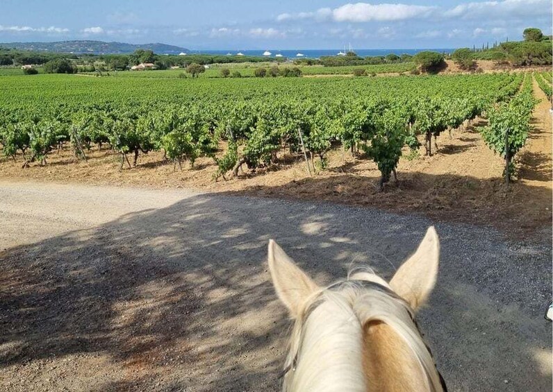 Picture 3 for Activity Horse back riding + wine tasting in Ramatuelle