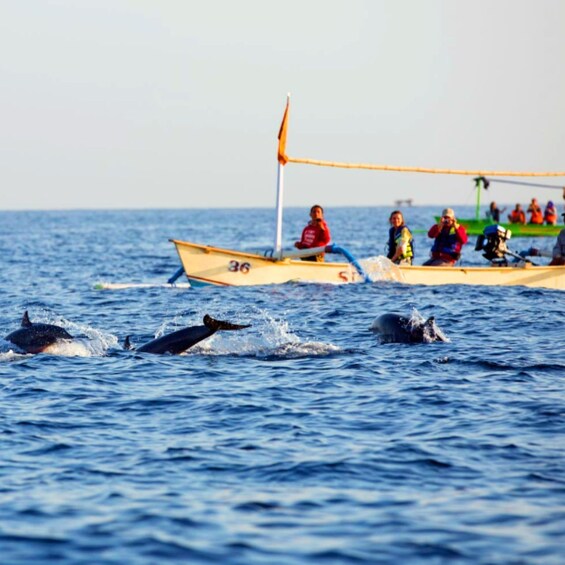 Picture 2 for Activity Bali : Full Day Bali Dolphin Tour