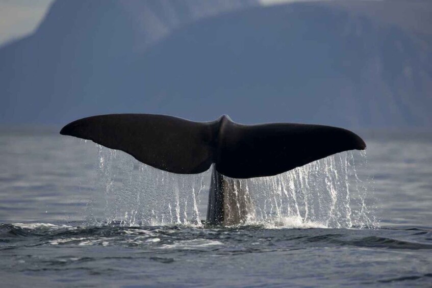 Picture 6 for Activity From Alta: Whale and Seabird Cruise