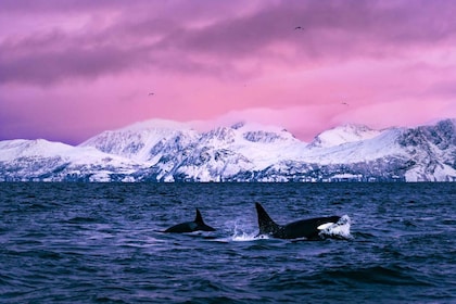 From Alta: Whale and Seabird Cruise