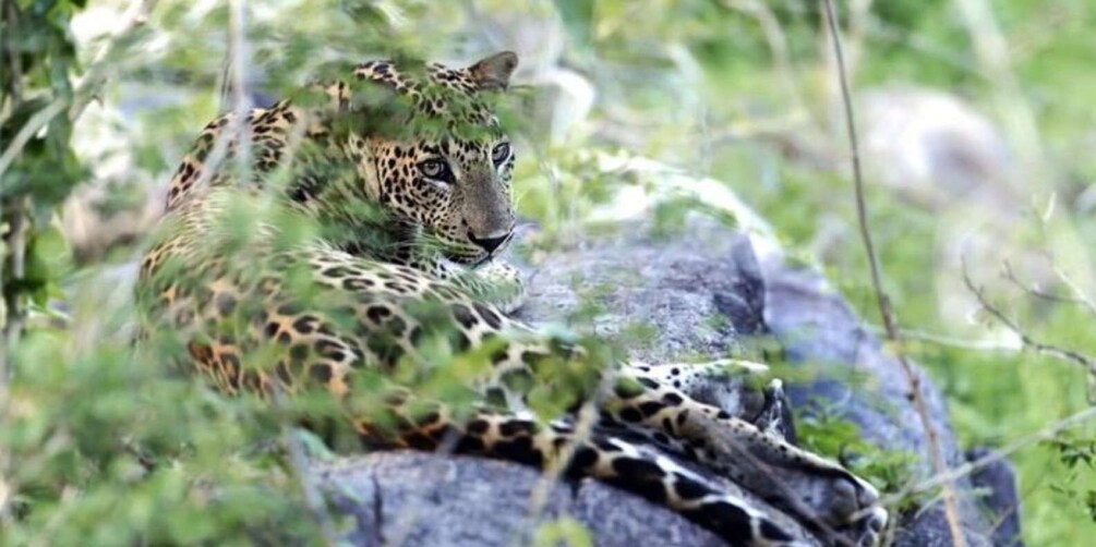 Picture 3 for Activity Yala Full-Day Leopard Safari with Gourmet Picnic