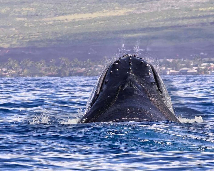 Picture 9 for Activity Punta Cana: Samana Whale Watching Cruise