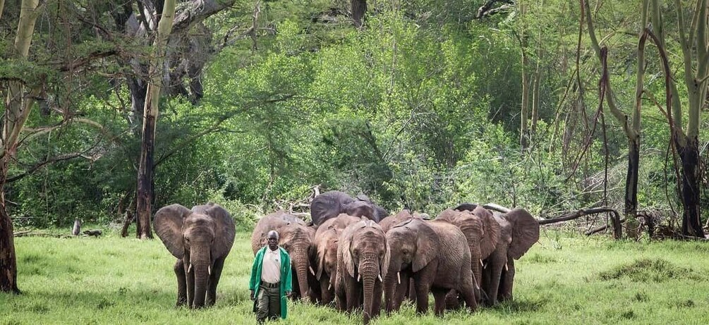 Picture 1 for Activity Nairobi: Karen Blixen, Elepant Orphanage & Girraffe Centre.