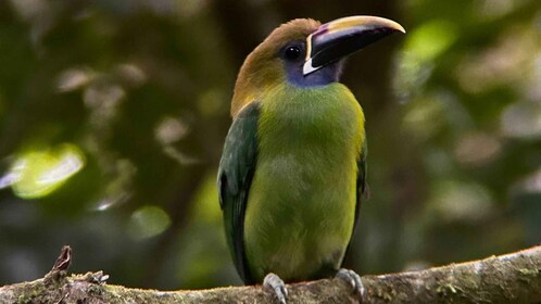 Excursión diurna y nocturna a Monteverde: experiencia forestal