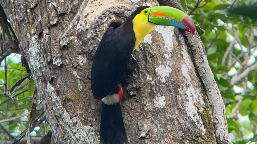 Day & night tour in Monteverde tropical forest