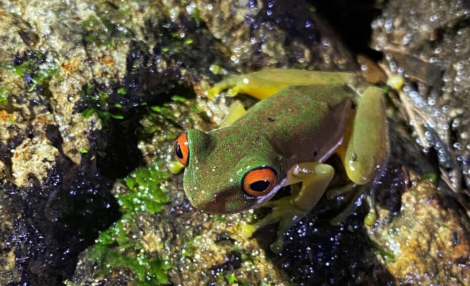 Monteverde Day & night tour forest experience