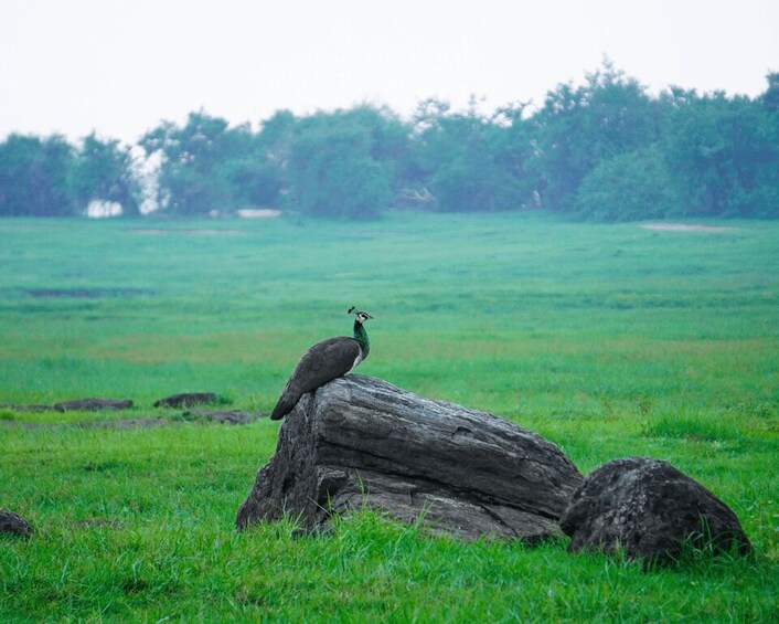 Picture 5 for Activity Kaudulla National Park Half Day Sri Lanka Jeep Safari