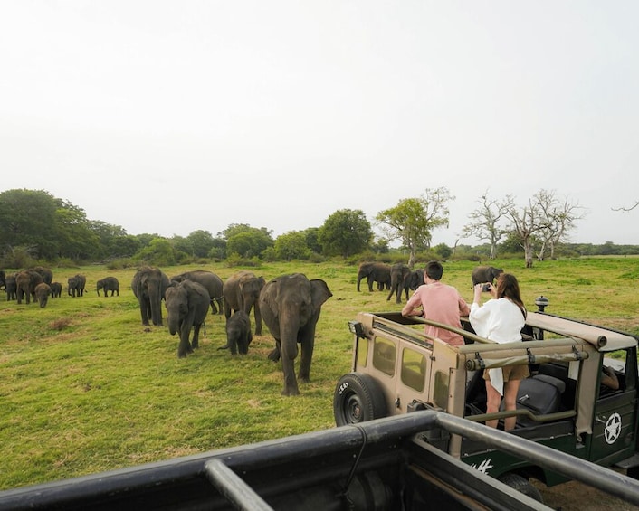 Kaudulla National Park Half Day Sri Lanka Jeep Safari