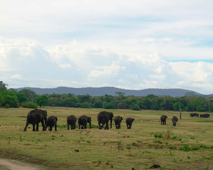 Picture 15 for Activity Kaudulla National Park Half Day Sri Lanka Jeep Safari