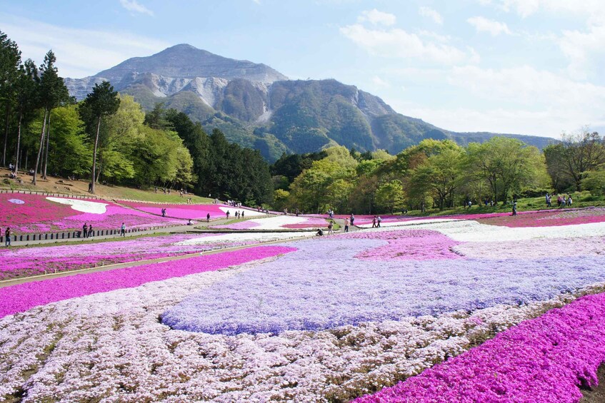 Picture 3 for Activity From Tokyo: Seibu Railway 1 Day Pass and Nagatoro