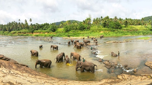 Kandy, Pinnawala dagtocht vanuit Bentota, Kalutara strand