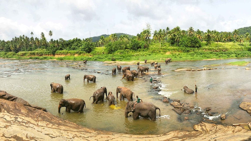 Kandy, Pinnawala day trip from Bentota, Kalutara beach