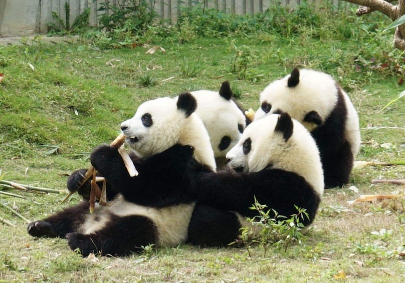Picture 1 for Activity Chengdu: Dujingyan Panda Tour with Hotel Pickup