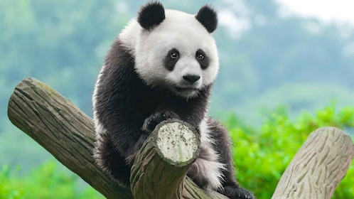 Chengdu: Dujingyan Panda Tour with Hotel Pickup