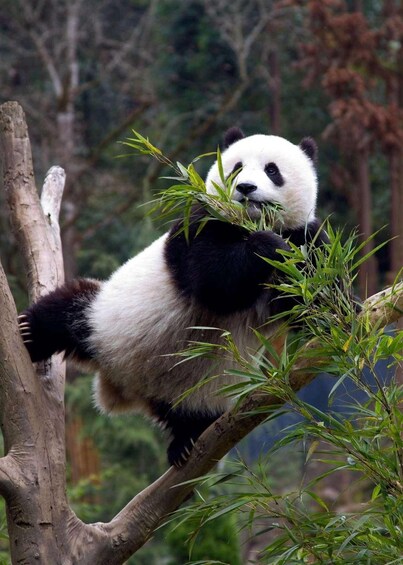 Picture 2 for Activity Chengdu: Dujingyan Panda Tour with Hotel Pickup