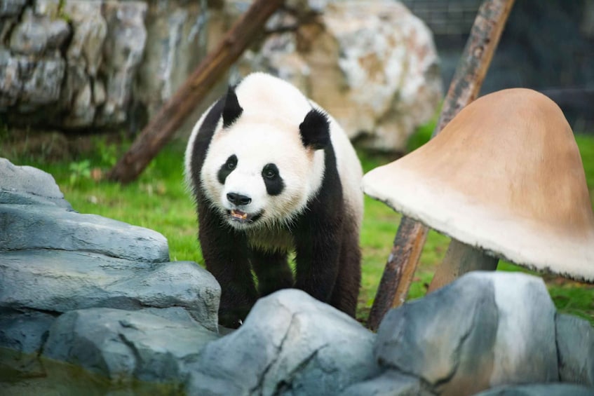 Picture 3 for Activity Chengdu: Dujingyan Panda Tour with Hotel Pickup