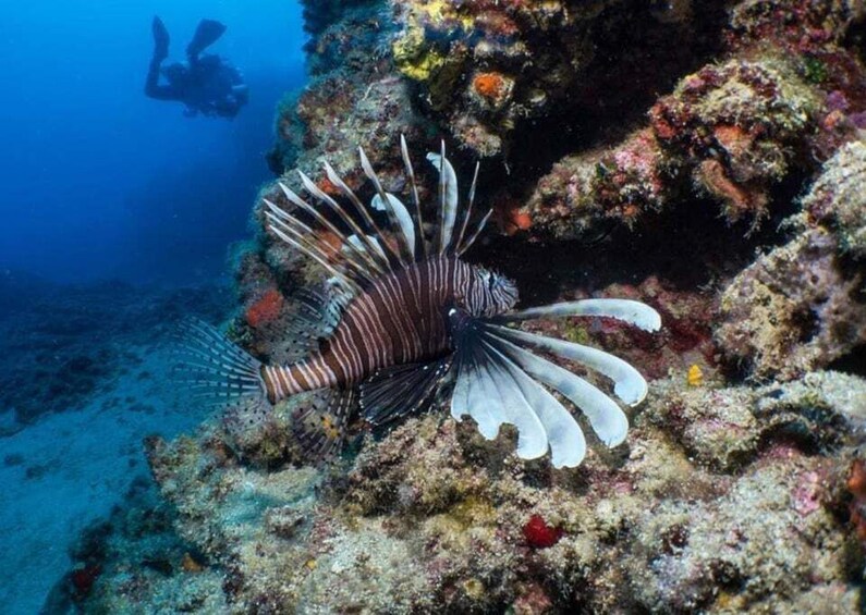 Picture 3 for Activity Beirut: Scuba Diving with Pickup