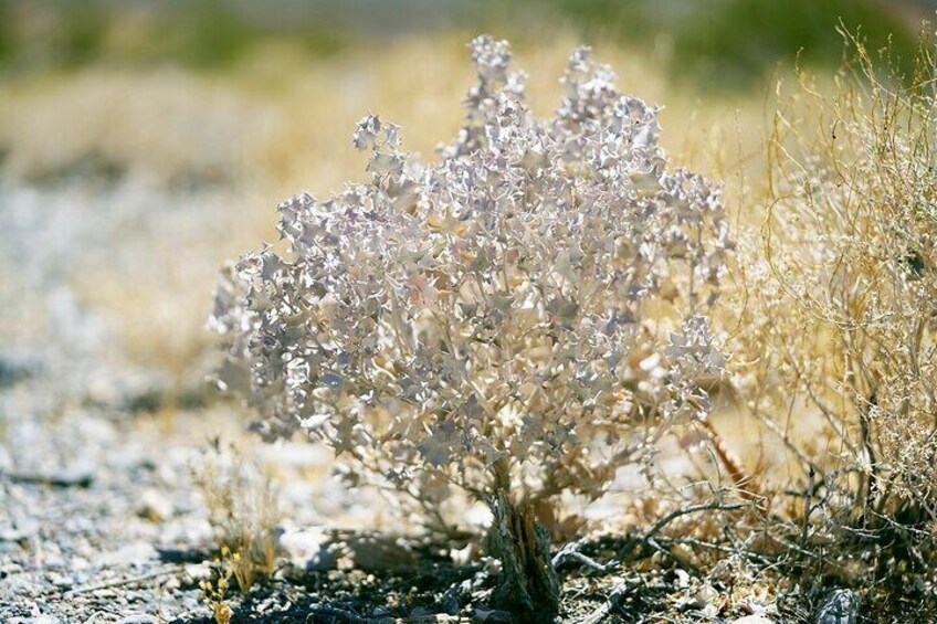 Desert Holly