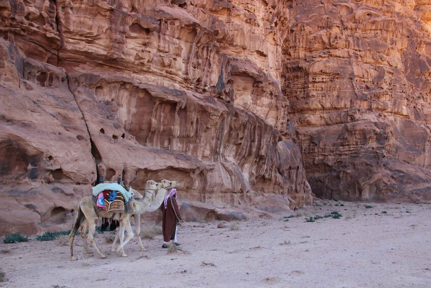 Picture 1 for Activity From Wadi Rum: Camel Ride Experience with Tea and Guide