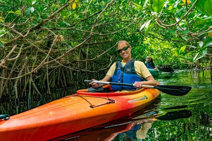 Everglades : Kayak et bateau à moteur guidés excursion