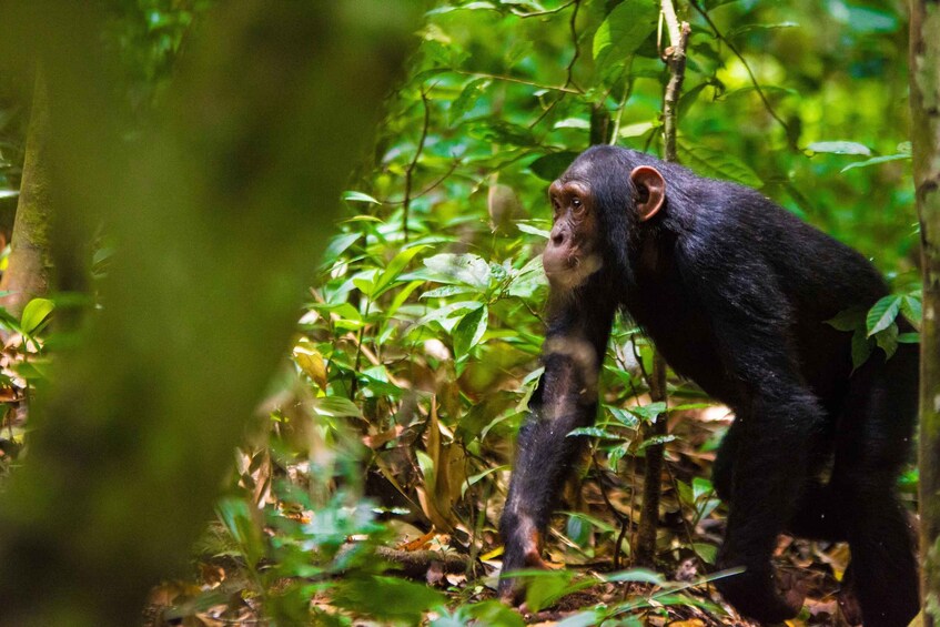 1-Day Ngamba Island chimpanzee tour