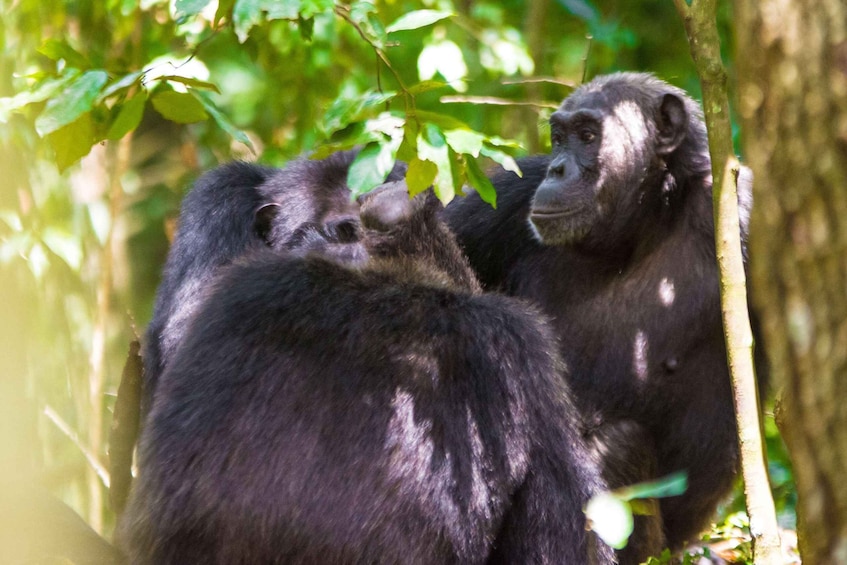 Picture 2 for Activity 1-Day Ngamba Island chimpanzee tour