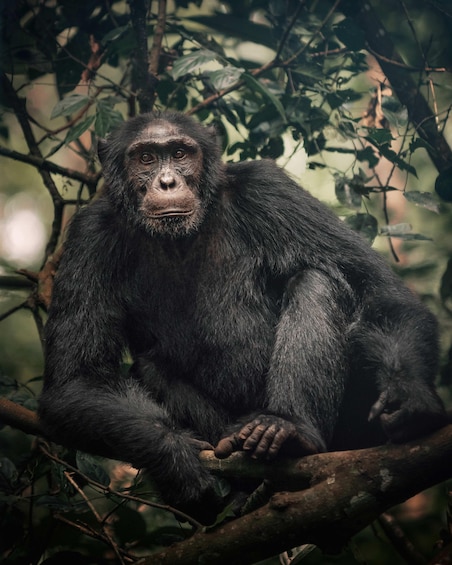 Picture 3 for Activity 1-Day Ngamba Island chimpanzee tour