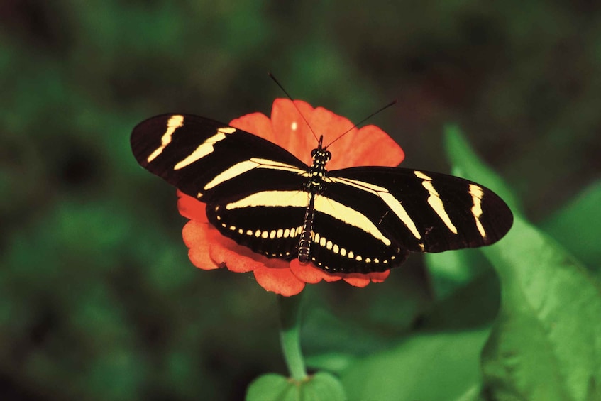 Picture 1 for Activity Santo Domingo: Natural Treasures of the City