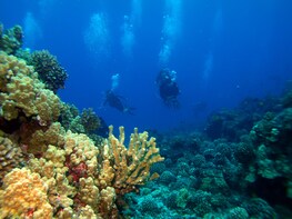 Introductory Beach Scuba Dive - 1 Tank