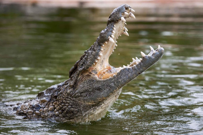 Dubai: Dubai Crocodile Park Entry Ticket